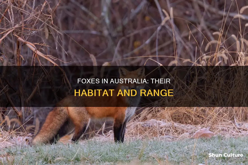where are foxes found in australia