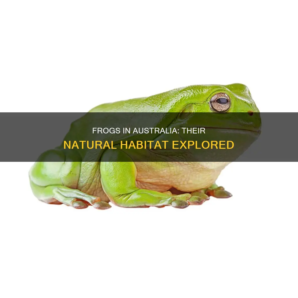 where are frogs found in australia