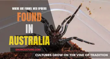 Funnel Web Spiders: Their Deadly Australian Habitats