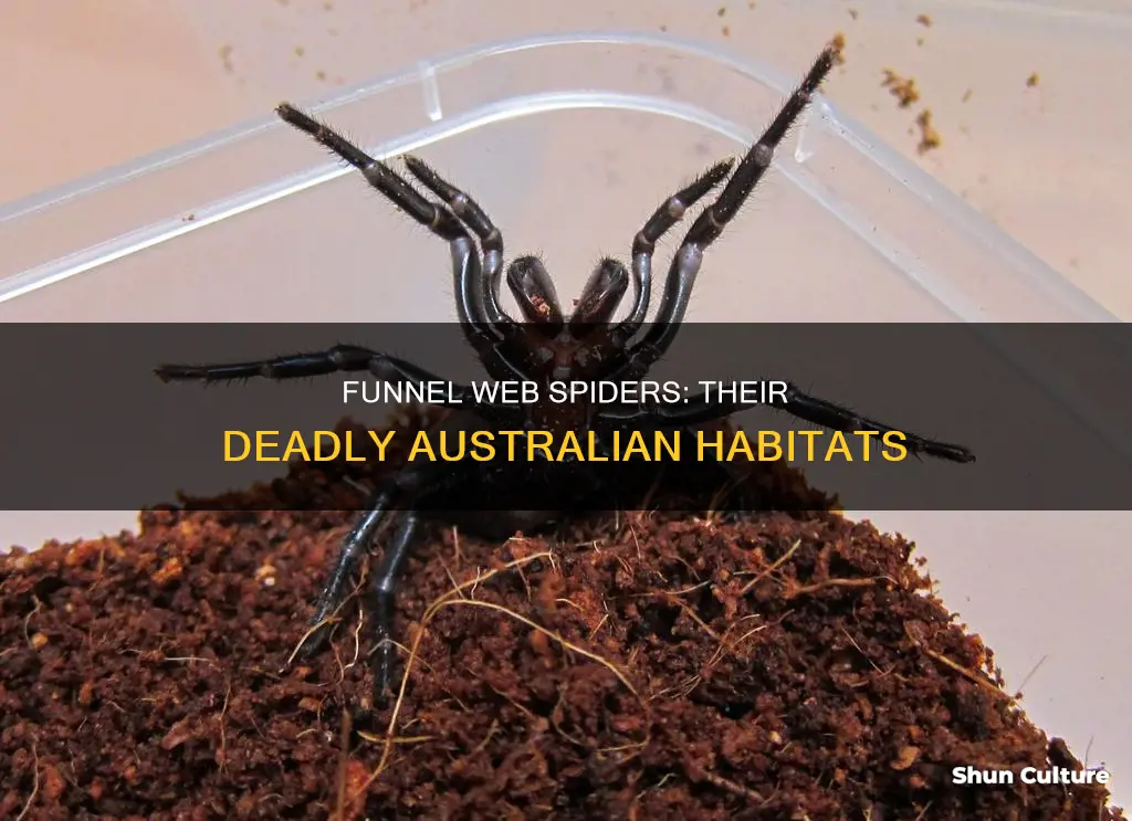 where are funnel web spiders found in australia