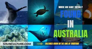 Giant Trevally: Exploring Their Australian Habitats