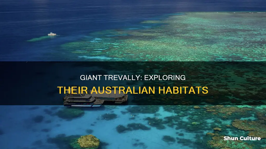 where are giant trevally found in australia