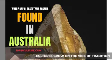 Exploring Glossopteris Fossils: Australia's Ancient Botanical Legacy