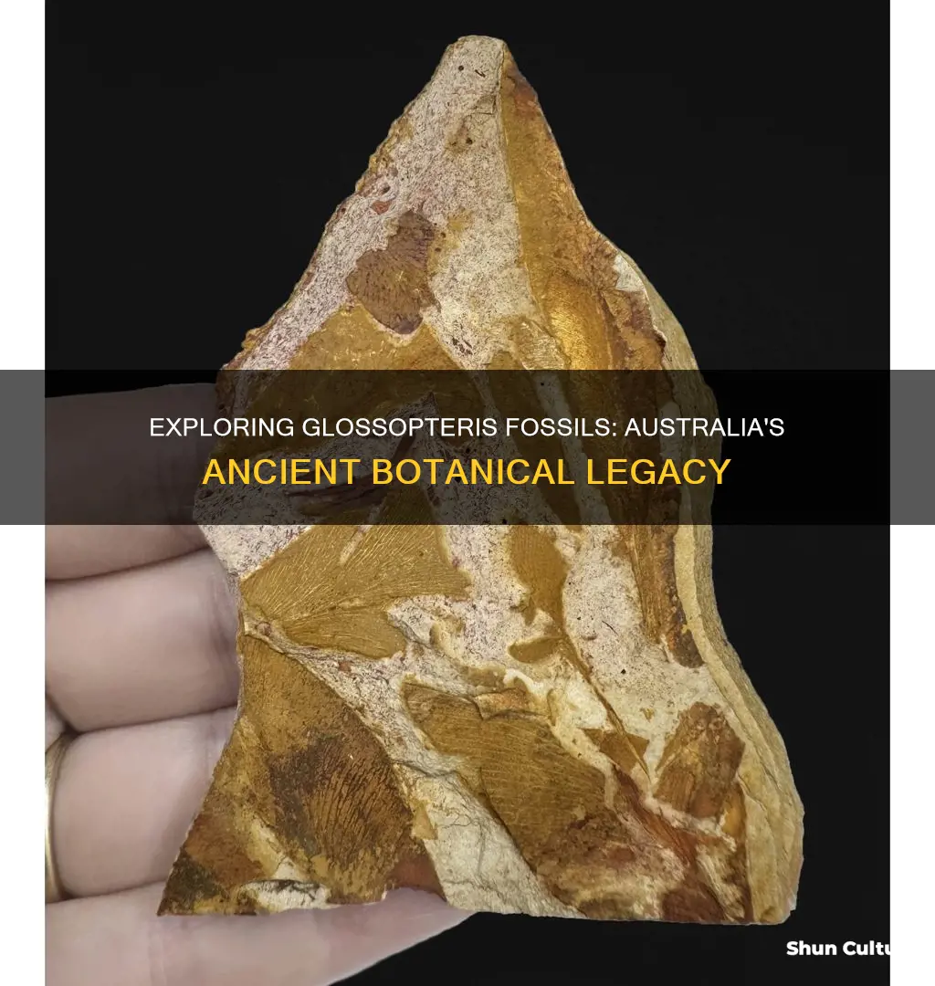 where are glossopteris fossils found in australia
