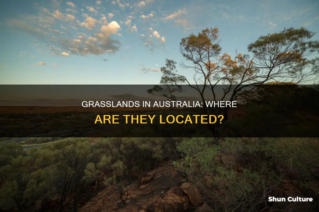 where are grasslands found in australia