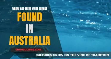 Great White Sharks: Australia's Coastal Predators