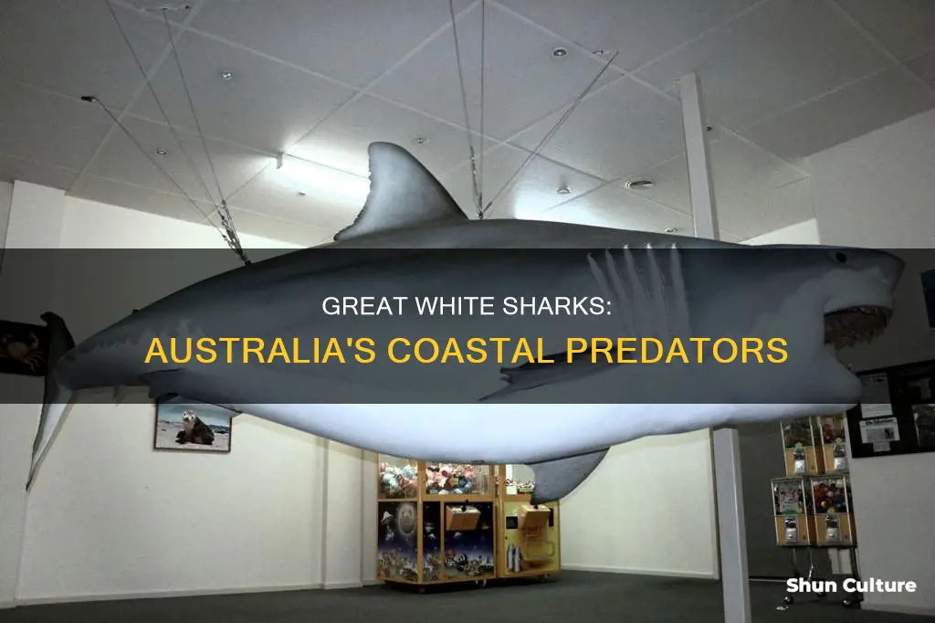 where are great white sharks found in australia