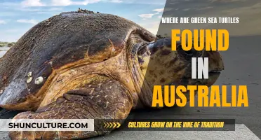 Green Sea Turtles: Australia's Natural Habitat Wonders