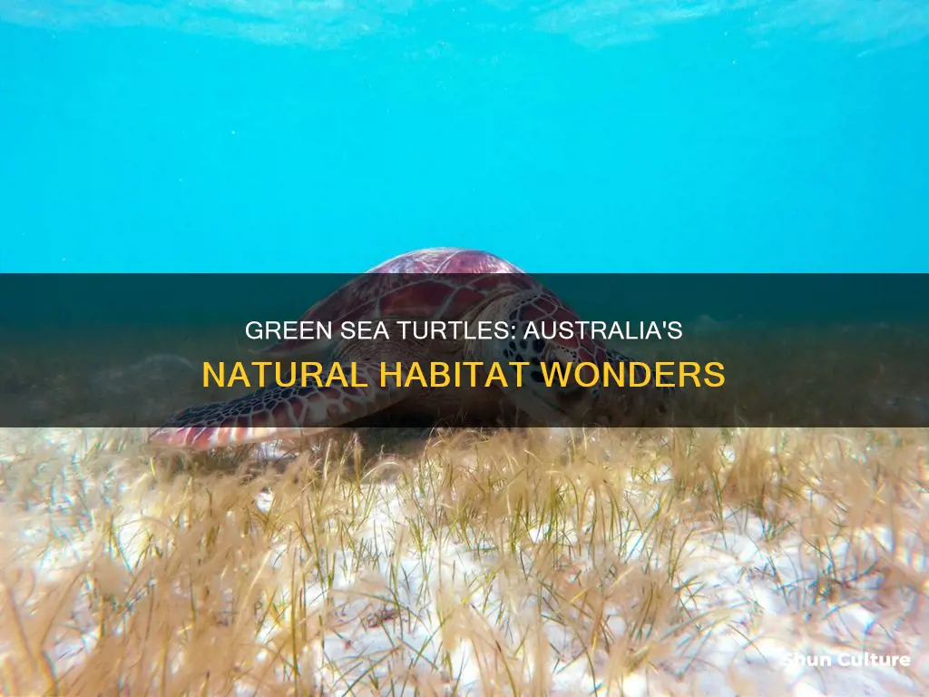 where are green sea turtles found in australia
