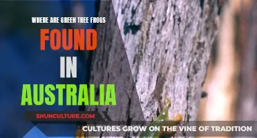 Green Tree Frogs: Their Australian Habitat Explored