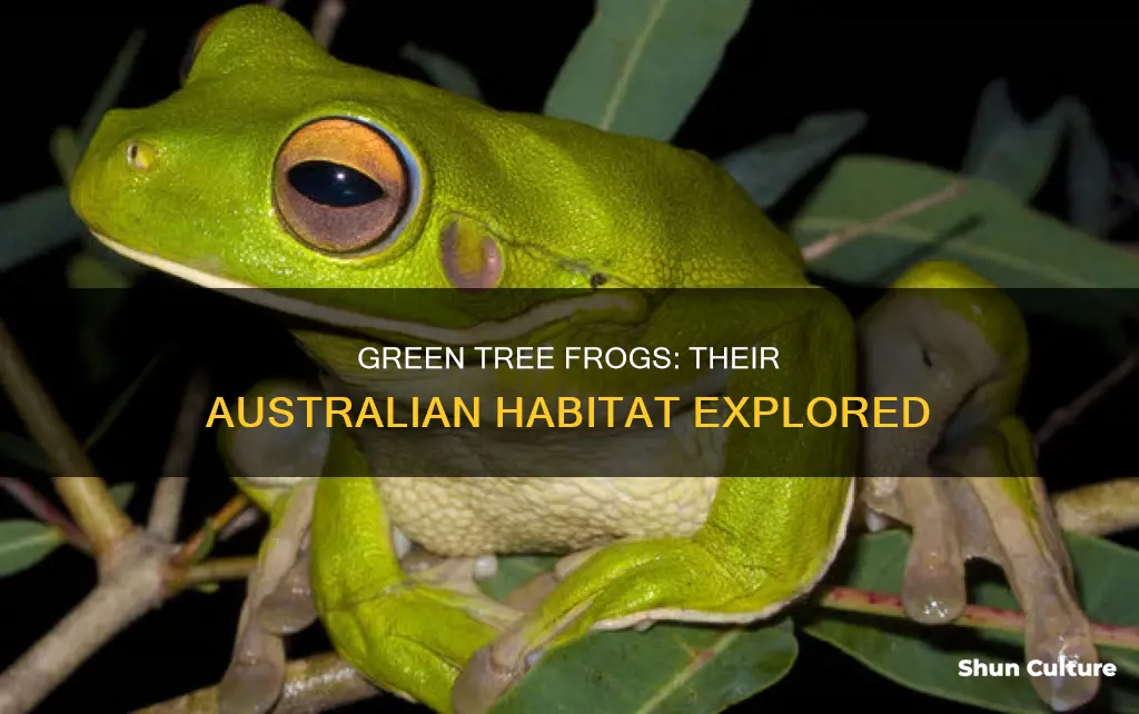 where are green tree frogs found in australia