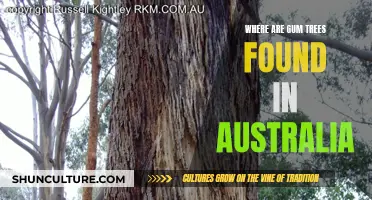 Gum Trees: Australia's Unique Natural Habitat