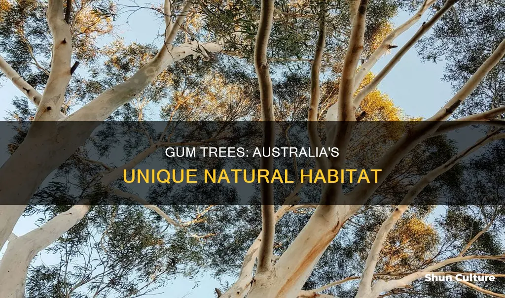 where are gum trees found in australia