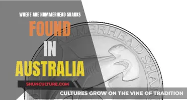 Hammerhead Sharks: Australia's Coastal Predators