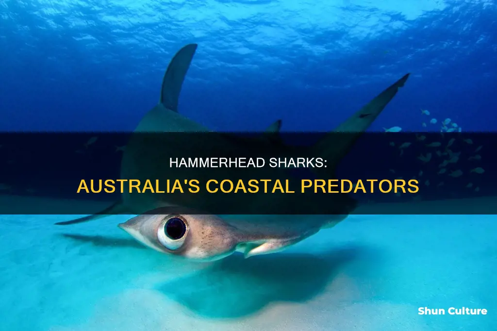 where are hammerhead sharks found in australia