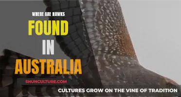 Hawk Habitat: Exploring Australia's Diverse Regions