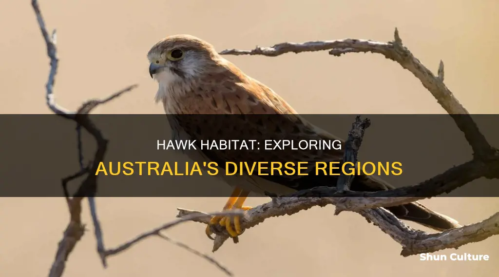 where are hawks found in australia