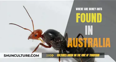 Honey Ants: Unique Australian Delicacy Found in the Outback