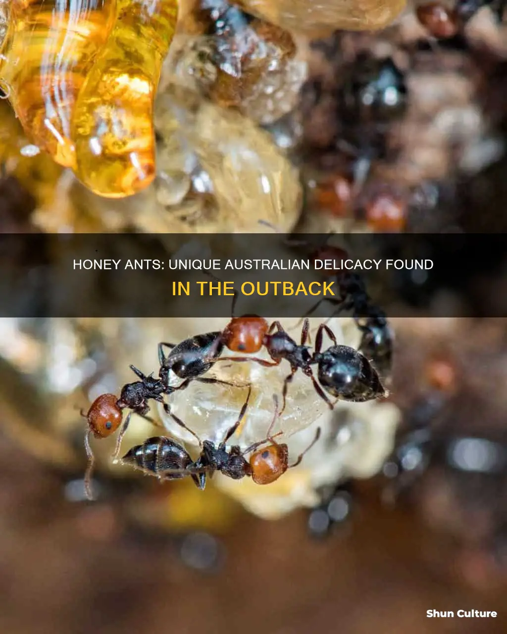 where are honey ants found in australia