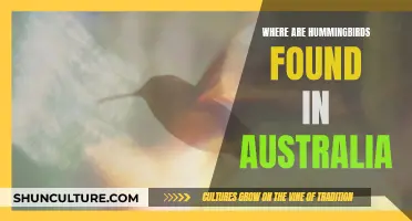 Hummingbirds in Australia: Their Natural Habitat and Locations