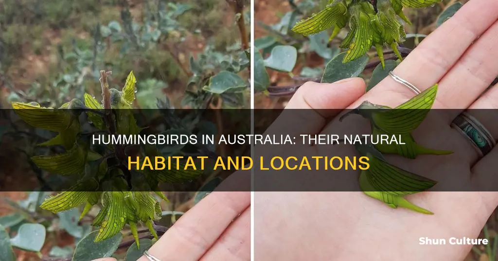 where are hummingbirds found in australia