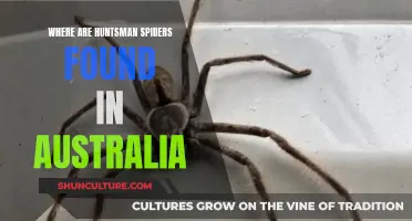 Huntsman Spiders: Their Australian Habitat Explored