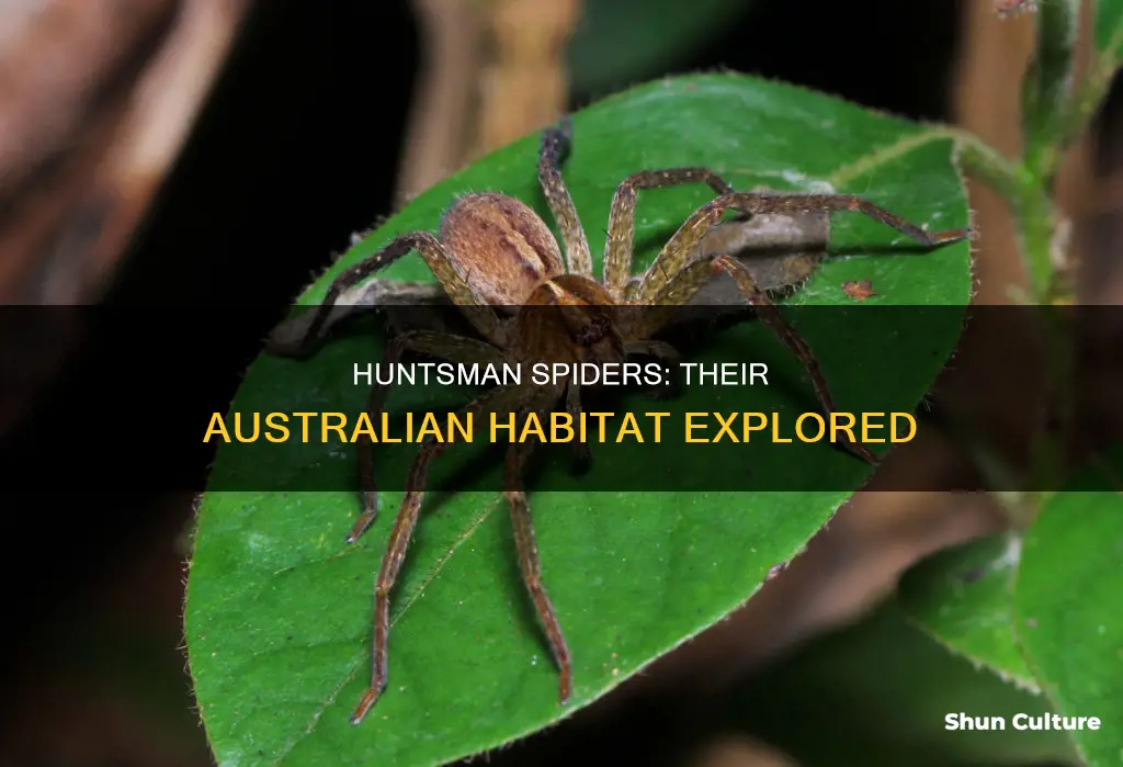 where are huntsman spiders found in australia