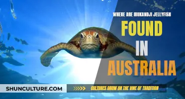 Irukandji Jellyfish: Where in Australia They Lurk