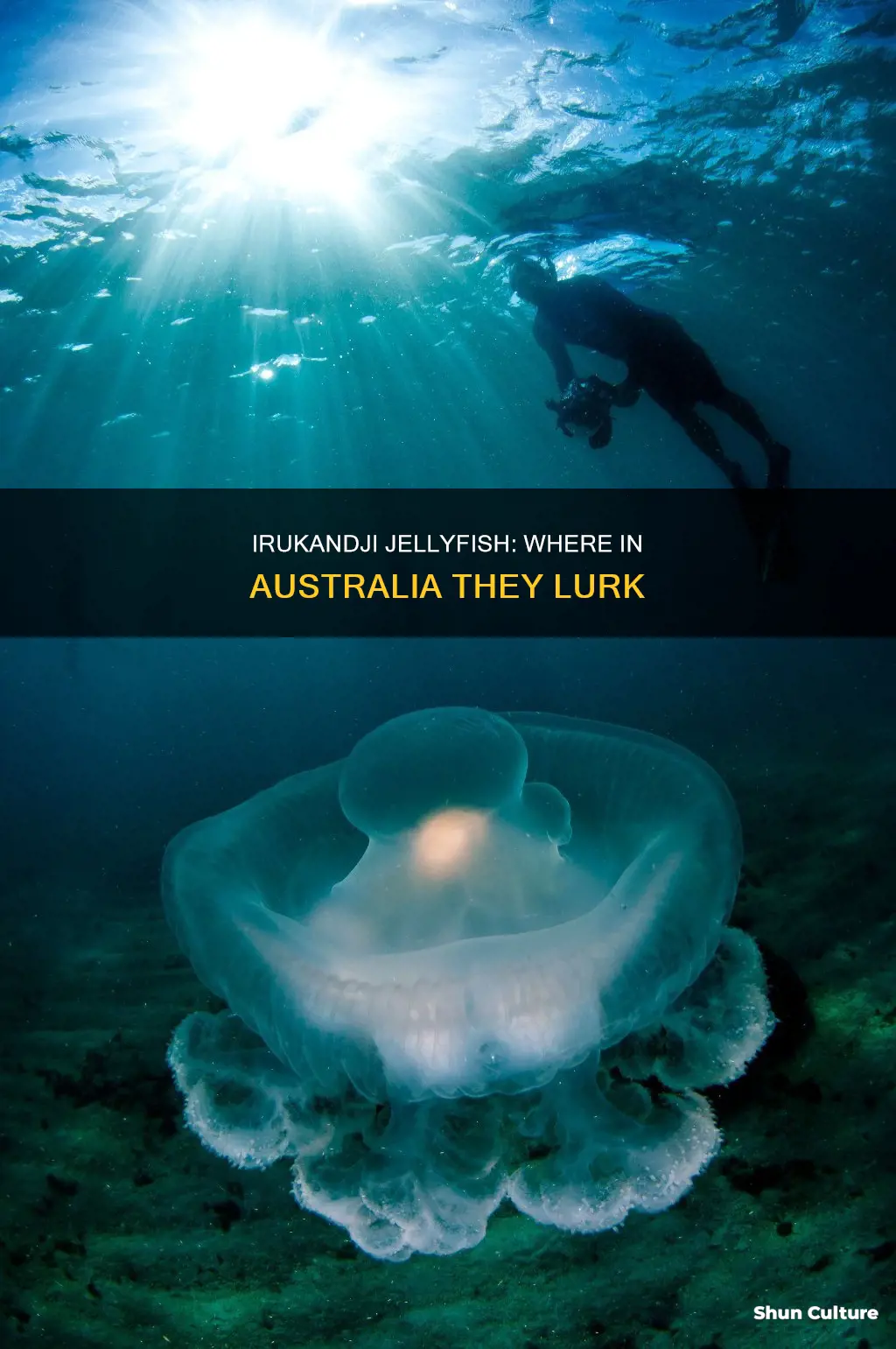 where are irukandji jellyfish found in australia