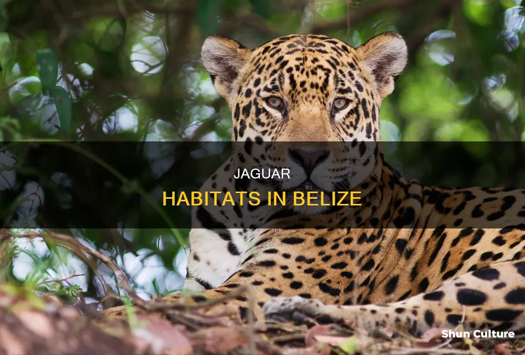 where are jaguars found in belize