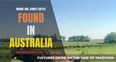 Jersey Cattle: Where in Australia?
