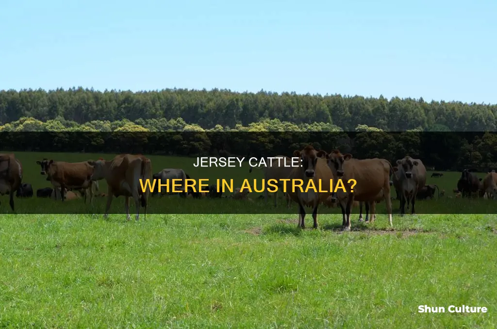 where are jersey cattle found in australia