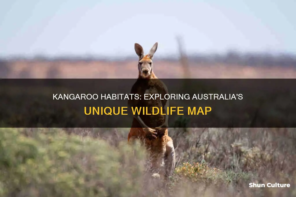 where are kangaroos found in australia map