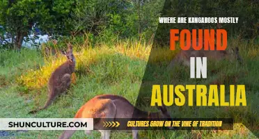 Kangaroo Habitat: Exploring Australia's Unique Wildlife