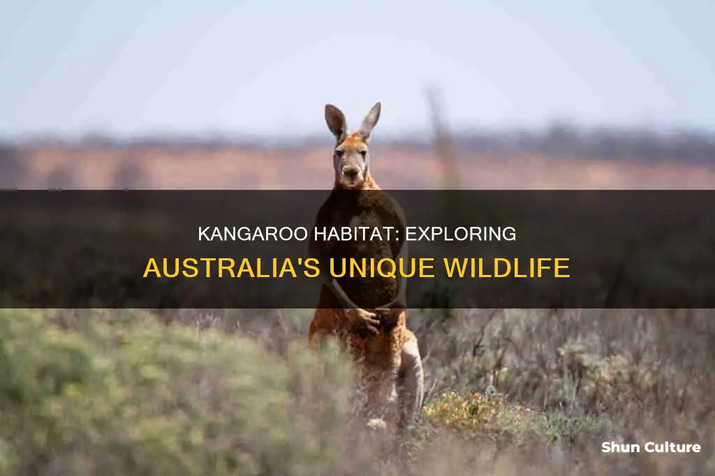 where are kangaroos mostly found in australia