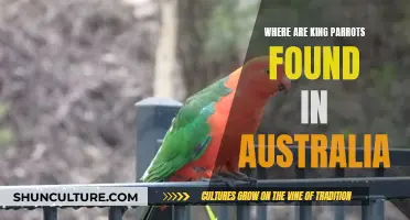 King Parrots: Australia's Native Gem, Found in Nature's Lap