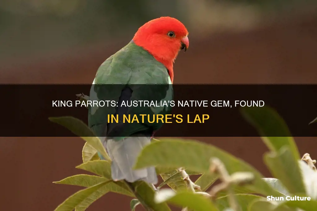 where are king parrots found in australia