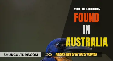 Kingfishers in Australia: Their Habitat and Range