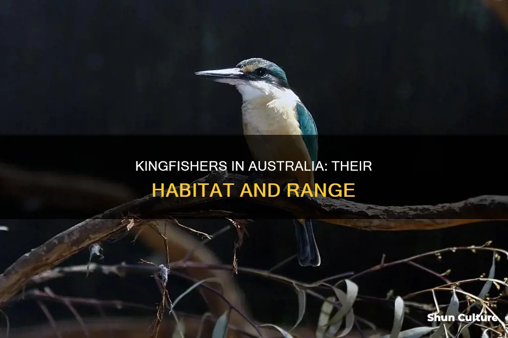 where are kingfishers found in australia