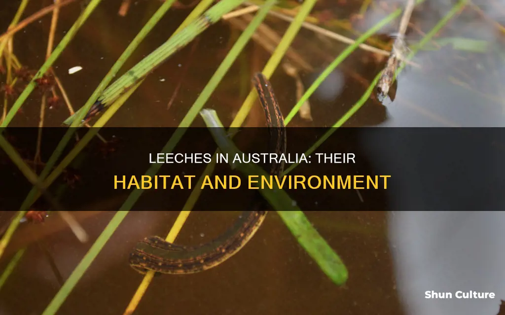 where are leeches found in australia