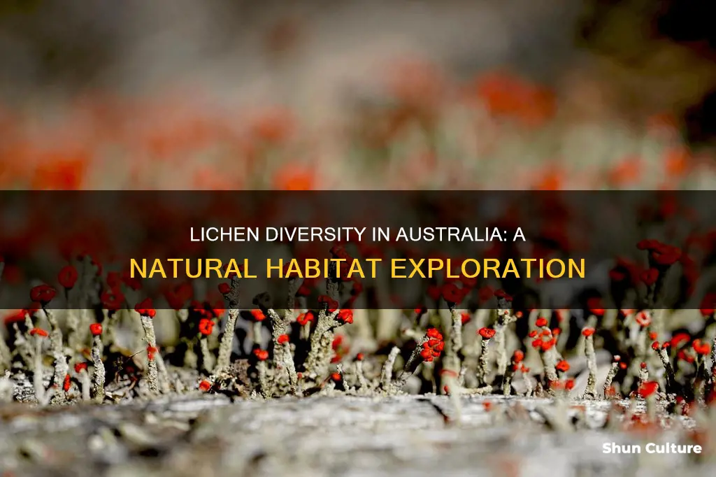 where are lichens found in australia