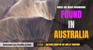 Magic Mushrooms: Australia's Natural Psychedelic Paradise