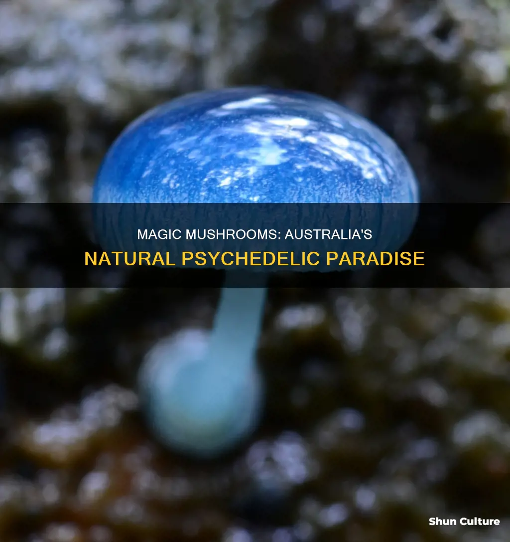 where are magic mushrooms found in australia