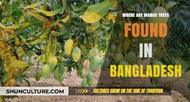 Exploring Bangladesh's Mango Tree Havens: Regions and Cultivation Insights