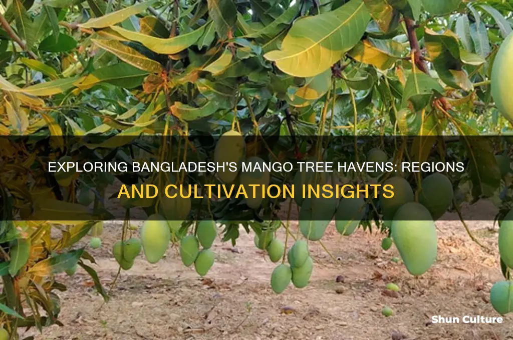 where are mango trees found in bangladesh