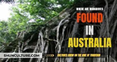 Mangrove Habitats: Australia's Unique Coastal Ecosystems