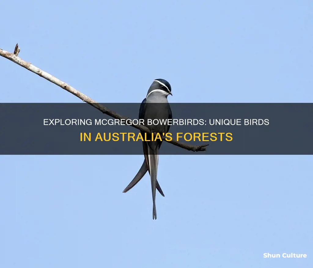where are mcgregor bowerbirds found in australia