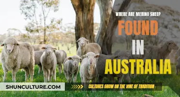 Merino Sheep: Australia's Natural Wonder