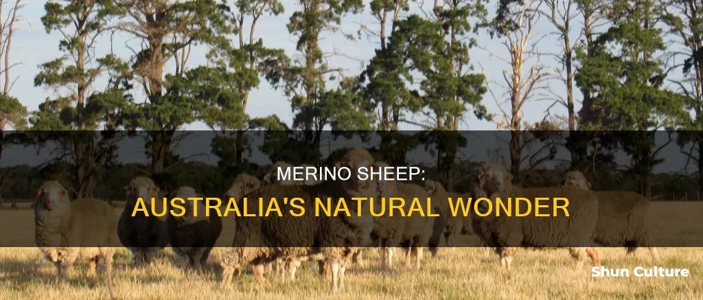 where are merino sheep found in australia