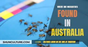 Mosquitoes in Australia: Where Are They Found?